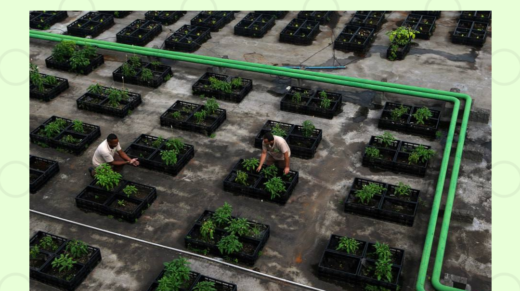 Mapa-de-Hortas-Comunitárias