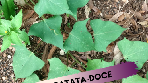 Batata-Doce1